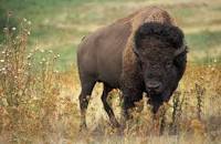 Fourth Grade Studies Illinois Animals
