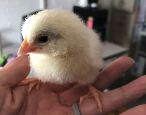 Take a Peep at our Chicks!