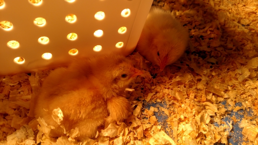 EGGS ARE HATCHING AT OLY WEST!!!
