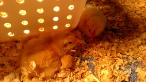 EGGS