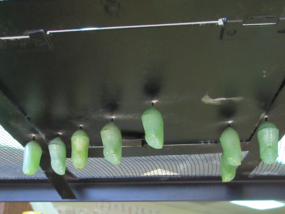 Chrysalises Galore