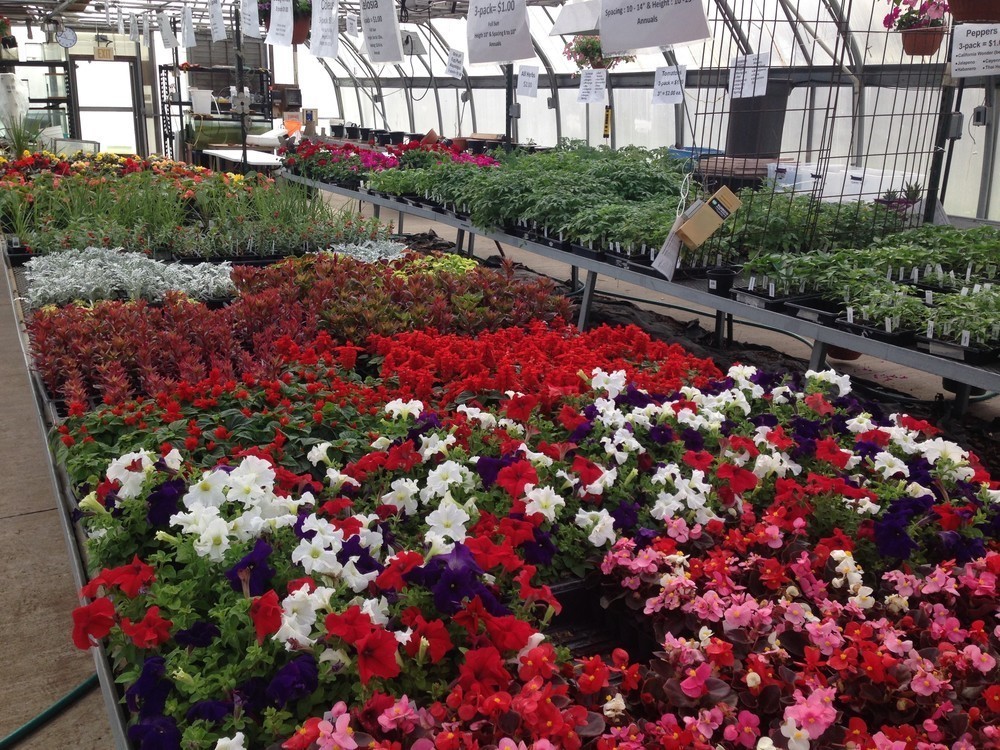 2020 Olympia FFA Plant Sale a Great Success!