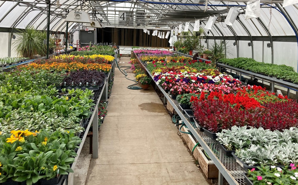 Olympia FFA Plant Sale In-Person for 2021