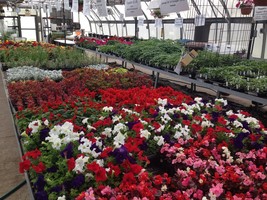 Olympia FFA Plant Sale A Success