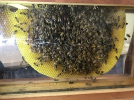 Bees
