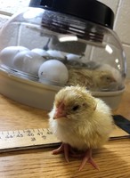 Chick it Out @ Oly West!