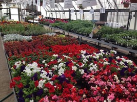 2020 Olympia FFA Plant Sale a Great Success!